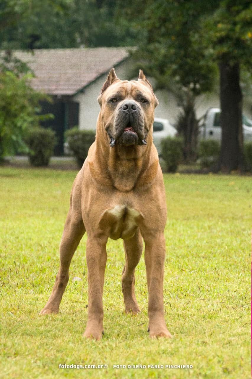 Güçlü Cane Corso portresi